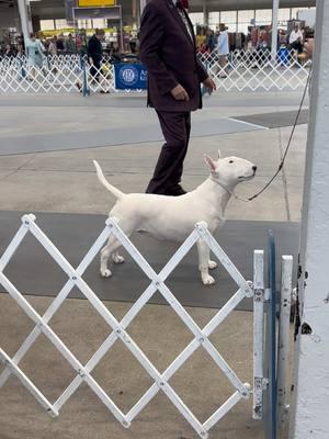 Bull Terriers are fantastic dogs 🥰  White colors Bull Terriers at the #indywinterclassic dog show , they all are beautiful  #indydogshow #indianapolisdogs #dogsoftiktok #dogshow #showdogsoftiktok #showdogs #kennelclub #bullterrier #bullterrierlover #englishbullterrier #akc #viralvideo #viral_video #lovedogs #perrostiktokers #dogchampion #championdogs #championship #pageforyou #akc #americankennelclub 