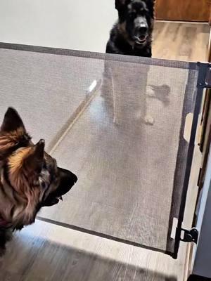 Looking for a pet gate or a baby gate? Check this out! 🤩 #PetGate #BabyGate #Safety #Home #Pets #Babies #Titantheshepherd 