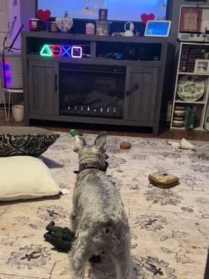 Dog tv #fyp #dogtv @DOGTV #schnauzer #schnauzersoftiktok #schnauzermini #minischnauzer 