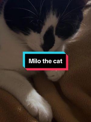 #MiloTheCat #tuxedocat #tuxedocatsoftiktok #tabbycat #catsoftiktok #purrfect #cat #meow #tabbycatsoftiktok #catlover #catlove #catlife 🐾❤️🥰