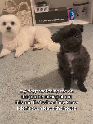 👁️👄👁️ sure ok ma #kiwiandluka #doghumor #dog #maltipoosoftiktok 