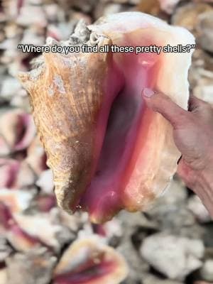 this is known as a “trash pile” or  “conch cemetery” 🐚 These areas are where conch shells accumulate over time, often from generations of conch harvesting. As fishermen harvest the conchs for their meat, the empty shells are discarded in these areas, creating natural mounds. You can find these ‘cemeteries’ in shallow waters or near restaurants, where conch have been harvested for years, and they serve as a reminder of the importance of sustainable practices. 🇧🇸 #shelltok #shell #conchshell #queenconch #moana #seashell #bahamas 