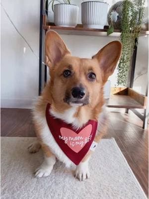 Found my Valentine’s bandana 🔥 #valentine #ValentinesDay #valentinesdaygift #mydogismybestfriend #mydogismyvalentine #valentinedog #dogbandanas #dogbandana 