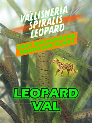 Want the ultimate grassy background aquarium plant? Check out LEOPARD VAL! Vallisneria Spiralis Leopard (Easy Background Aquarium Plant) is available for sale! Shop Now! We are GROWING AND POTTING this plant IN-HOUSE! Grab yourself this awesome plant while we have it in stock! TANK ON!  #val #vallisneria #aquarium #aquariums #aquascape #aquascaping #aquariumplants #scape #fishtank #freshwateraquarium #plants #plantlife #planted #plantedtank #plantedaquarium #aquascape #aquaticplants