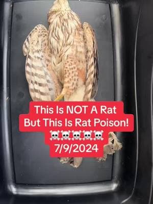 Links in bio #LIWRR #wildlife #wildliferescue #wildliferescuer #wildliferehab #wildliferehabilitation #wildliferehabber #everylifematters #longislandwildlife #longislandny #longislandnewyork #bird #birdrescue #birdrehab #hawk #redtailhawk #rodenticide #ratpoison #ratpoisonkills #ratpoisonkillseverything #nomoreratpoison