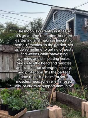 If the intense energy feels overwhelming, ground yourself with mindful practices and find balance through Venus-ruled herbs like hibiscus, rose, and linden.                                       #communityherbalist #herbalistsoftiktok #greenwitch #latinacontentcreator #herbgarden #gardening #medicinalherbgarden #gardentok #celestialgardening 