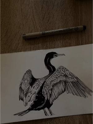 His name is Greg #doublecrestedcormorant #bird #art 