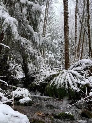 #washingtonstate #pnw #Hiking #winterhiking #washington #pnwhiking 