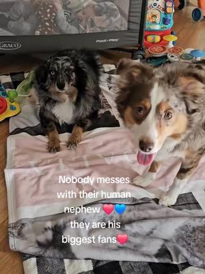 Something special about those Aussies!❤️❤️❤️ #dogsoftiktok #dogtok #dogcommunity #family #theloveofadog #dallymaeemberrae #twistedsister 