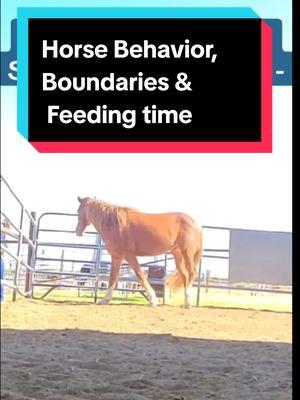 Horse Behavior, Boundaries & Feeding Time #alternativehorsemanship #horse #horsebehavior 