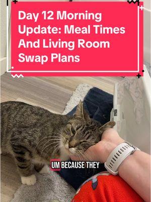 Day 12 morning update: after yesterday’s blip with both kitties batting at each other under the door, I’m being more deliberate with making sure Luna and Novi are sharing their meals near each other and pushing their bowls closer together each day. Also, I opened the bathroom door to the living room and Novi came and found me on the couch! But because I was leading a meeting and talking with my hands, I scared her. But she was SO brave to come find me. Hoping to record her progress throughout the day. 🥹 #catdistributionsystem #catdistributionsystemoftiktok #update #catsoftiktok #adoptdontshop🐾 #emotionalsupportanimal #emotionalsupportcat #emotionalsupportcats #catmom #audhdcatmom #cattok #introducingcats #novi #lunaandnovi #roomswap 
