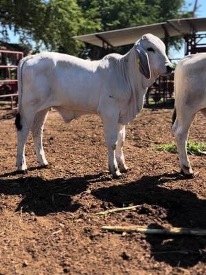 #rancho #Vlog #agro #gentederancho 