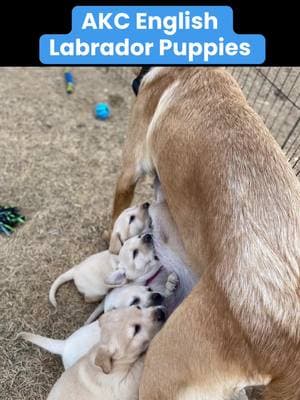 AKC English Labrador Puppies #englishlabrador #englishlabradors #englishlab #englishlabpuppiesforsale #englishlabradorpuppies #akclabradorretriever #akclabpuppies #redfoxlab #foxredlabrador #foxredlab #redfoxlabpuppies #yellowlabpuppies #labpuppies #labpuppiesoftiktok 