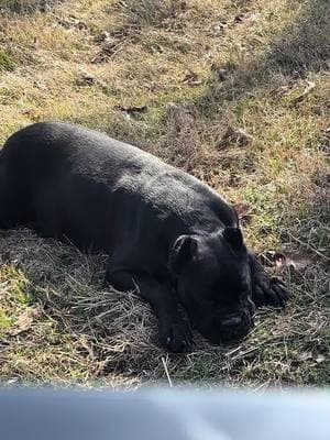 I love you #venomcanecorsos Harley Quinn 🐾🐾 #iloveyouharleyquinn #doglove #bestfriend #guardiandog #arkansascanecorsos #puppiesavailable #corsotok #canecorsosoftiktok 