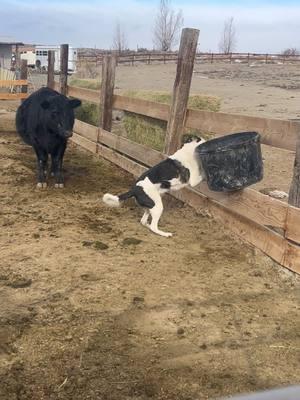 Oh Merle. Him and his buckets. Sweet goodness he is determined even though he can’t see that it doesn’t fit. At least ranch dad is there to help! #doggos #ranchdog #lazymandm #ranchlife #bucket #fyp #monday #lovethis #wyoming #SmallBusiness #cows #ranchwife #dogmom #bordercollie #bordercollieaussiemix 