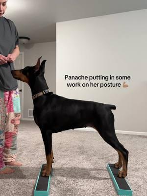 Girl dogs >>>> Boy dogs 😩❤️ #doberman #showprep #dogfitness #DogTraining #girldog #dogmom 