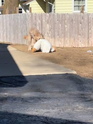 Dexter knows how to entertain himself😂#funnydogs #loveourfollowers #dexterandotis #petlover #funnydogsvideos #family #boydogs #wisconsinlife #dextereugene #funnydogsoftiktok #stuffedanimals 