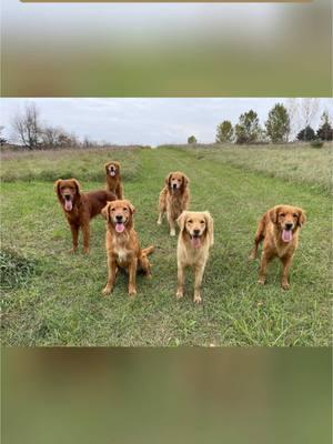 Happy National Golden Retriever Day ❤️🦮❤️ #ourgoldenadventures #nationalgoldenretrieverday #everydayistheirday 