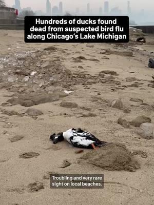 A rare and troubling sight along Lake Michigan—hundreds of red-breasted mergansers are washing up on local beaches, with bird flu suspected as the cause. Read more at the 🔗 in our bio. #birdflu #chicagolakefront #lakemichigan