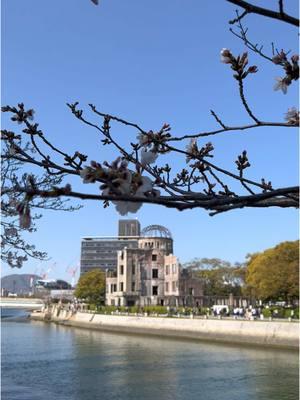 A reminder that peace is the answer.   #hiroshima #hiroshimapeacememorial #cherryblossoms #japan 