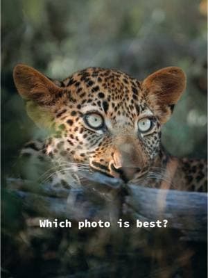 Let me know which photo is your favorite! 🐆 📸 photographed in kruger national park, south africa with sony alpha #wildlifephotography #wildlifephotographer #sonyalpha #krugernationalpark #safariphotography @Sony Alpha South Africa @Sony Alpha 