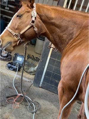 Just a random PEMF session on Stella. Enjoy! Have any suggestions on getting my mare to accept a chiropractor would be great!!! #pemf #magnawave #horses #soremuscles #fyp #foryou 