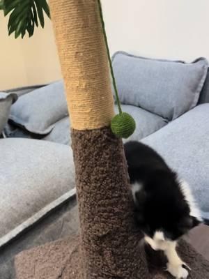 #petbobi #petbobi #cattree #catscratchet #catsoftiktok #cats #tiktokcatsforlife #tiktokshoploveatfirstfind 