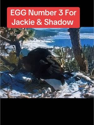 #baldeagle #jackieandshadow #baldeagles #eagle #nature #breakingnews #trendyvideo #breakingnewsviral #updatenews #newsupdate #liveupdate #livenews #bigbear #bigbearcalifornia #jackie #shadow #3eggs #eggs #newsbreaking #eggnews #viability #incubation #posted