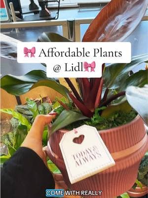 There were so many wonderful plants to choose from and as we get further in the year the selection gets better and better 😍 #affordableplants #plants #garden #houseplants #lidl #gardening #apartmentgardening 