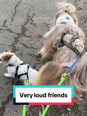 One of Lottie’s biggest bikejor accomplishments is convincing multiple dogs that this is indeed an activity thay requires barking. Gilmore the beardie is just one of the dogs who has decided she’s right 🤣 #dogsport #trailbike #bikejoring #drylandmushing #DogTraining #fitdog #jackrussellterrier #beardedcollie #dogfriends 