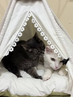 I’ve never had one single items be more popular with ALL of my cats. Team teepee forever in this household. #kitten #kittensoftiktok #catsoftiktok #cat #fosteringsaveslives #catrescue #kittens #cats #Love #cute #ahsem #animalhouse #teepee 