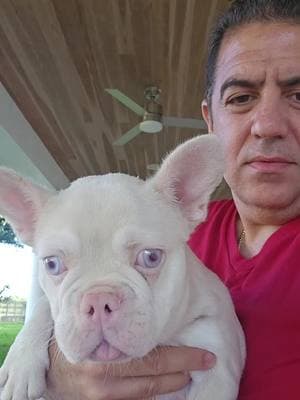 #frenchbulldog #frenchi #frenchie #frenchiesoftiktok #dog #dogtiktok #frenchiforsale #frenchiepuppy #miami #fyp #foryourpage #exoticbulldogs #frenchiesociety #frenchiesofinstagram 