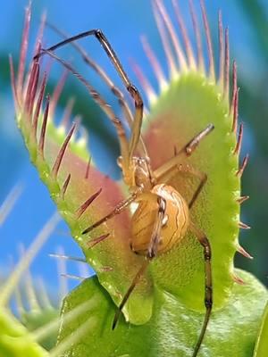 🤔 What kind of spider is my Venus fly trap eating? I hope it's not too spicy 🔥🔥🔥 #carnivorousplant #tropicalplants #venusflytrap #flytrap #nepenthes #drosera #sundew #cephalotus #sarracenia #pitcherplant #plants #houseplants #tropical #exoticplants #rareplants #australianpitcherplant #garden #exotic #asianpitcherplant #stickyplant #flowers #greenhouse #grow #carnivore #hungryplants #greenthumb #nature #swamp #capensis #cephalotusfolicularis 