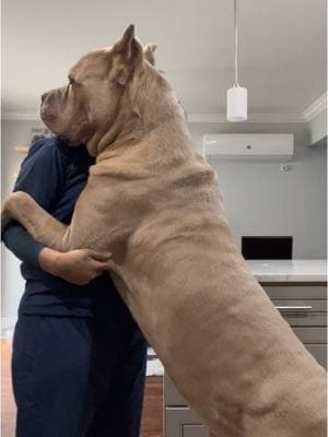 Monday dance 🦦 ##ice#canecorso#king#dogs#food#canecorsopuppy#cane#dogmomo#doglife#pups#bigdog#Home#dogs#canecorsolove#aww#badboy#canecorsolovers#dogsofinstagram#fyp#anime#bigbig#icey#canecorsosofinstagram#aww#sohappy#family#doggystyles#dogsofinsta#dogsoftiktok#MomsofTikTok#dadsoftiktok 