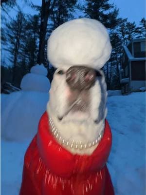 SNOWBALL BISCUIT ☃️ #snow #winter #maine 