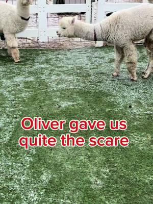 Oliver gave us quite the scare.  ❤️Luckily we were right there to keep an eye on him. We'll take you through what happened, how we handled the situation, and the steps we took to help him.  🦙The good news? Oliver is doing just fine now and is back to his playful self, enjoying time with his buddy Melman!  #oliver #alpacas #AnimalSafety #farmlife #petsafety #awarenes