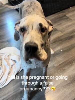 Yes she's been w/ a male no it wasn't planned.. #greatdane #pregnantdogsoftiktok #falsepregnancy 