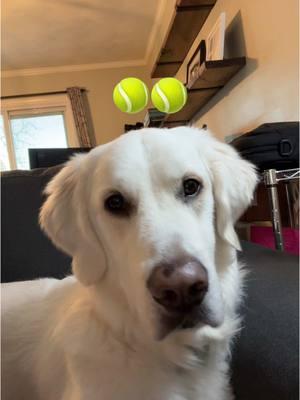 Last one is my favorite #fyp #goldenretriever #bakertheenglishcream #dogsoftiktok #goldenretrieverlife #englishcream #englishcreamgoldenretriever #dog #dogandbaby #puppy #dogreaction #dogsound #dogsoundchallenge 