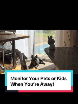 This Baby or Dog Camera and Wireless Monitor are next level! This complete kit by Alnanny called the Kit Plus model has been so easy to setup and use! #babymonitor #babymonitorcam #camera #monitor #dogcam #dogcamera #momtok #dadtok 