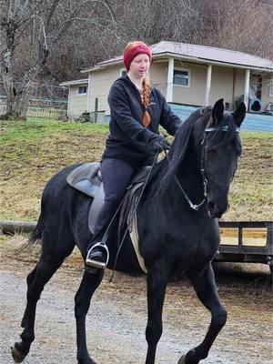 #horsesoftiktok #stallion #rackinghorse #gaitedhorses #horses #girlsandhorses #kegshod #fetch 