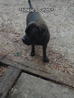 I swear he was going for the record #beefcakethemastiff #bigdogproblems #tinkle #pottytime #mrcakethemastiff #fypシ #dogtok #englishmastiff 