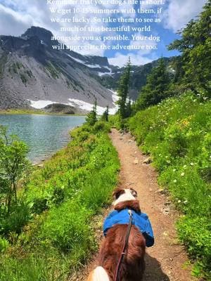 Trying to provide the best life for my girl for as long as possible 🥹🫶🏼 #pnw #pnwonderland #doglife #adventuredog #dogsthathike #Outdoors #views #mountains #fyp 