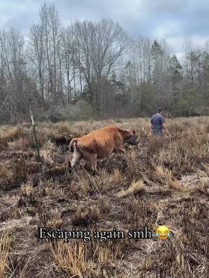 Evenings on the farm be like 😂😅 #cows #milkcow #fyp #homestead #escapecow #MomsofTikTok 