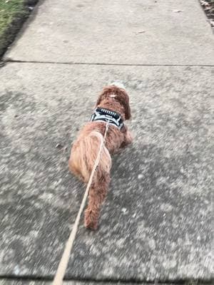 It was finally warm enough to take a longgggg walk, & it was GLORIOUS! #warmweather #winterblues #longwalk #milo #baby #babymilo ##foryou #fyp #fy #f #cavapoomilo #cavapoopuppy #cavapoopuppies #cavapoopuppiesontiktok #cavapoo #cutestcavapoo #cutest #instagram #tiktok #puppiesoftiktok #pup #dog #puppy #viral #viralvideo #usa #japan #italy #romania #brazil #unitedstates #unitedkingdom #texas #losangeles #houseoftiktok #viral #viralvideo #funny #influence #cute 