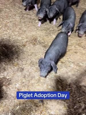 Piglet Adoption Day❤️ #fabledfarm #fabledfarmrescue #animalsanctuary #pigsoftiktok #pigrescue #adoption #animalrescue 