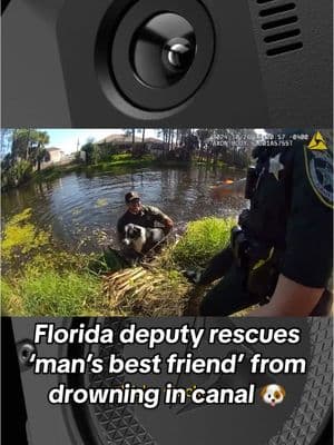 #AxonBodyCam captured the moment Deputy Wolfe dove into a Florida canal to rescue a dog struggling to stay afloat after a nearby kayaker’s rescue attempt failed. Without hesitation, the Flagler County deputy entered the canal, bringing the exhausted dog to safety. Deputy Wolfe’s rescue is a reminder of the role public safety professionals play in protecting all lives, including our four-legged friends. #Axon #ProtectLife 