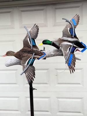 Beautifil pair of Mallards put up. 🦆 #taxidermy #artist #foryoupage #foryou #taxidermist #drake #fypシ゚viral #mallard 