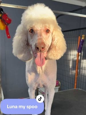 Replying to @Jerrika Dixon cutting Luna’s top knot (short) for the first time in over 5 years 😱 #groomer #doggroomer #doggrooming #haircut #doghaircut #spoo #poodle #standardpoodle #topknot 