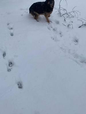 First snowfall of the year and it’s suppose to continue till Friday #snowday #germanshepherd #lovethesnow #oregongirl #lovetheoutdoors #cleanslate 