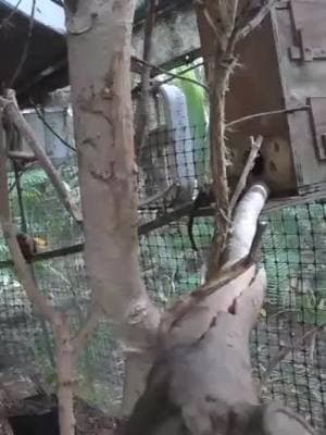 Sneak peek at our Christmas Eve baby's first steps away from Mom. Notice how she's right there with the baby, making sure it stays safe as it learns to explore!#marmoset #pygmymarmoset #babymarmoset #tinymonkey 